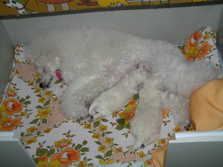 Dorly štěňátka 13. den